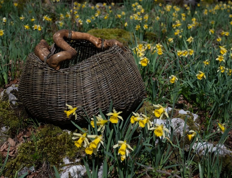 panier-en-osier-sauvage-et-anse-racine-au-milieu-des-jonquilles