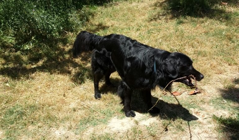 Guardería de día para perros