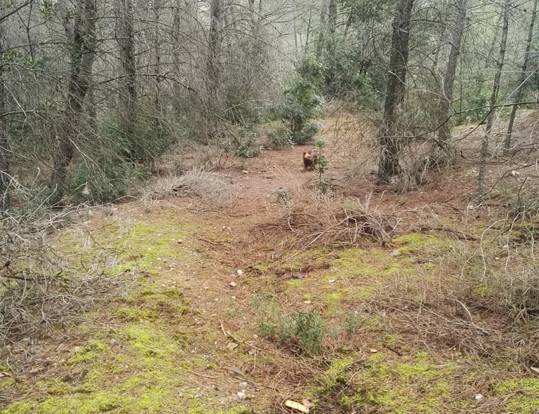 Paseos por la montaña con perros