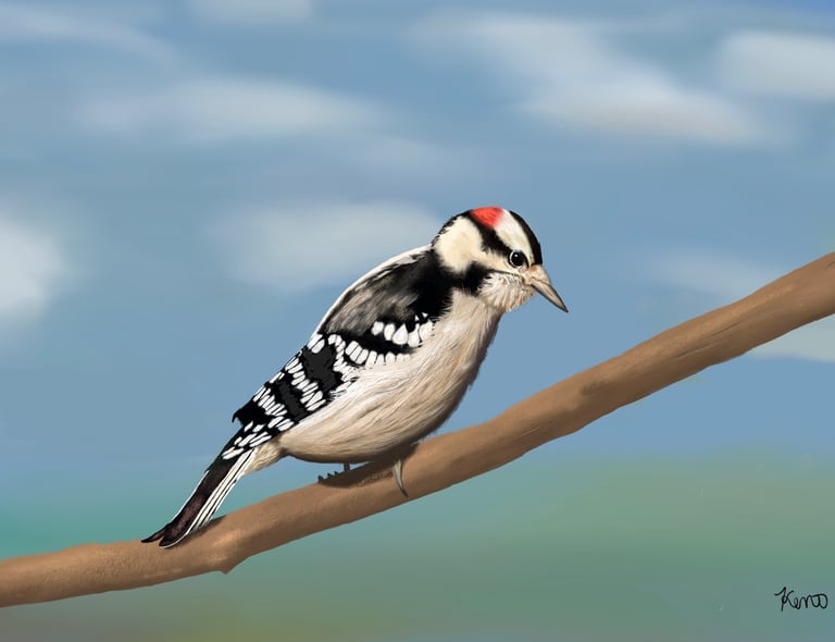 Downy Woodpecker