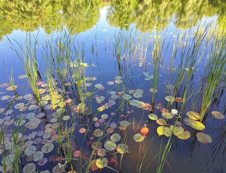 Britzer Garten, Berlin