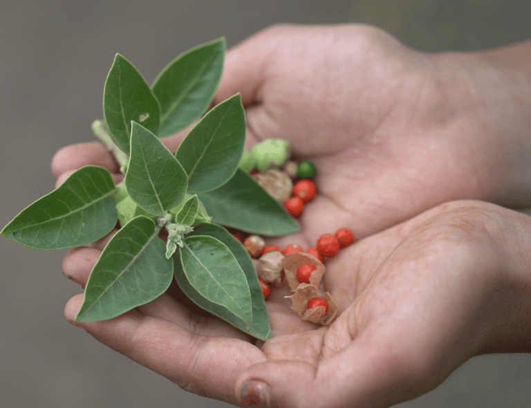mind-and-mood-roll-on-pure-nectar-oils