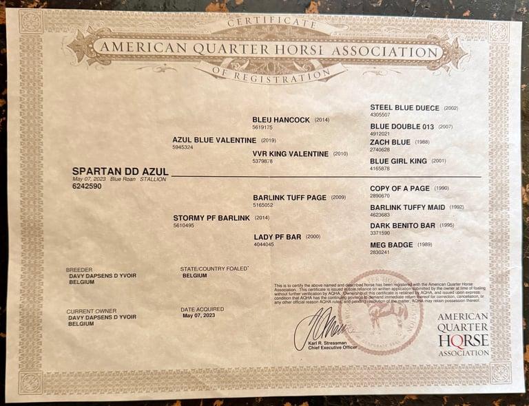 americain stallion quarter horse etalon blue roann