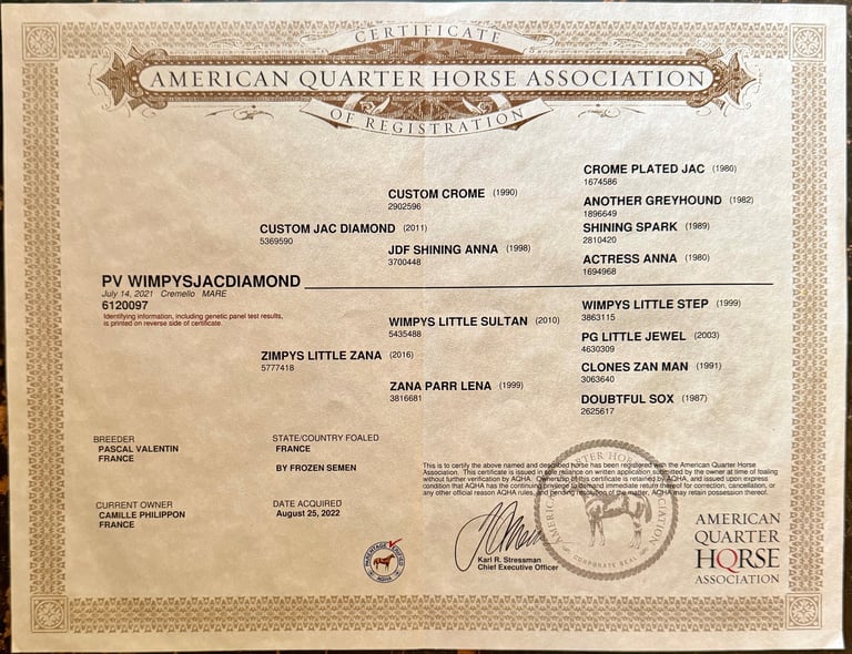 americain mare quarter horse