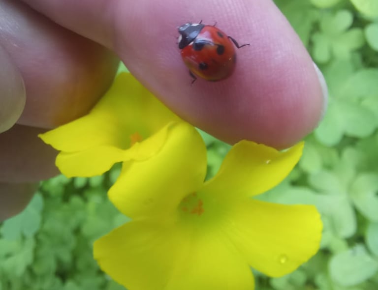 a finger holfing a lady bird on yellow flowers