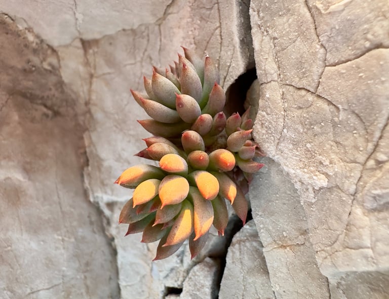 Soins à Paris ou en distanciel. A domicile pour personnes dépendantes ou fin de vie