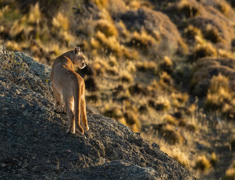 Patagonia Puma & Penguin Photography Tour