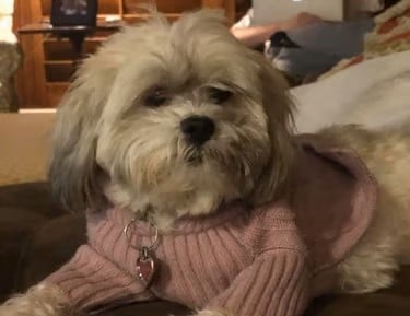 Mal-Shi dog in pink sweater sitting on couch in Texas.