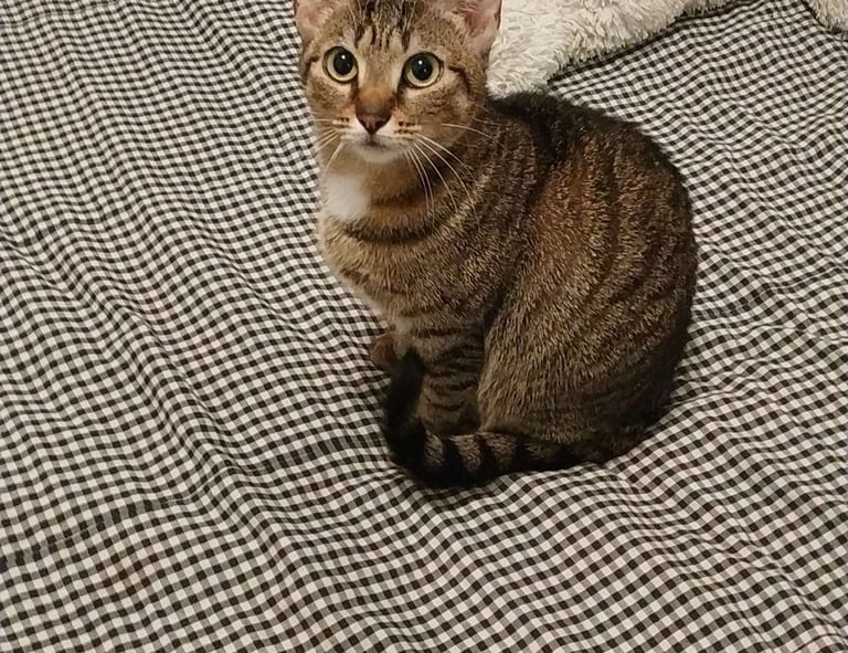 Neko - Chat Européen - Chat de Gouttière