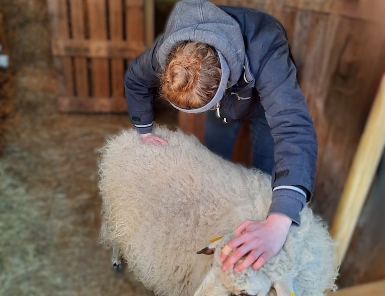 Ostéopathie animale, séance pour un mouton