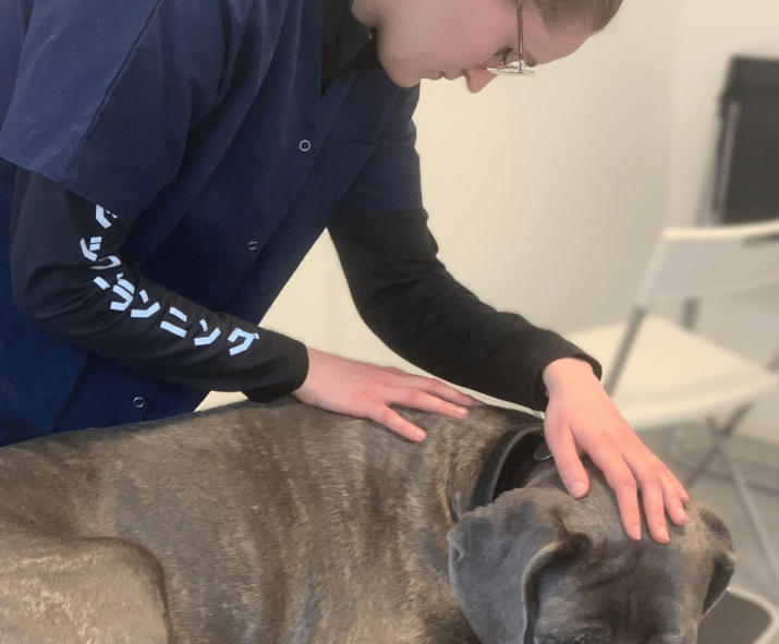 Ostéopathie animale, séance pour un chien