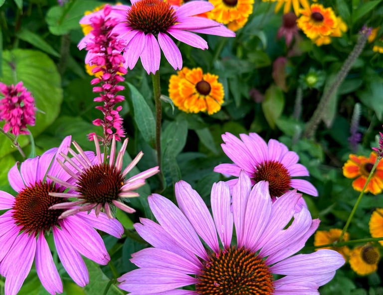 Roze zonnehoed plant in een tuin