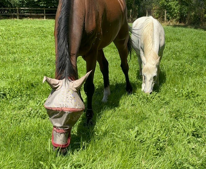 Cheval bai avec masque anti-mouches et cheval blanc broutant dans un pâturage.