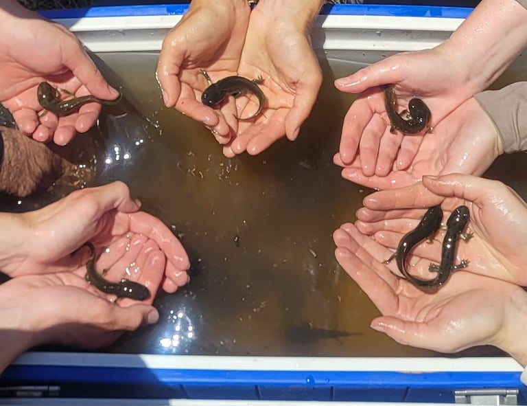 California tiger salamander larvae at a site in Madera County, CA.