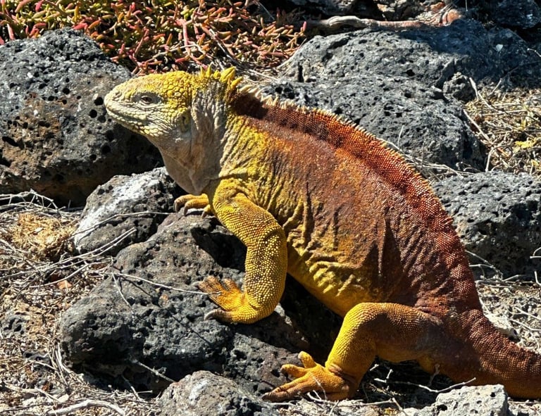 A yellow Galapagos land iguana resting on dark volcanic rocks in its natural island habitat.