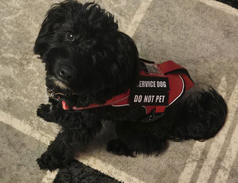 Black cockapoo assistance dog