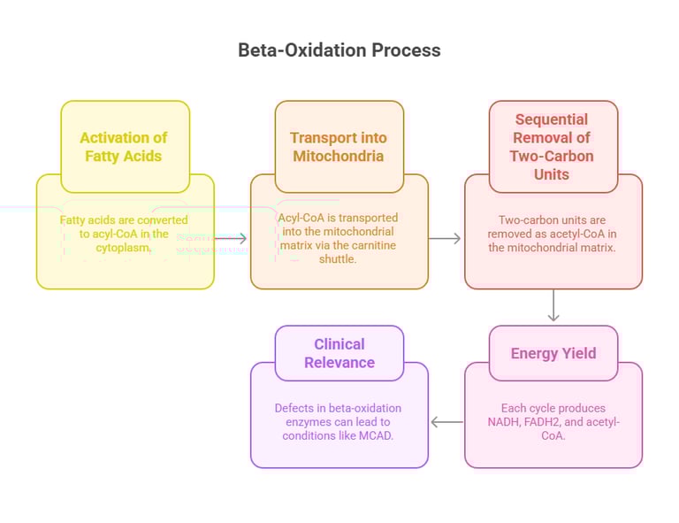 beta oxidation