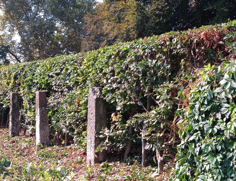 Gehölzpflege