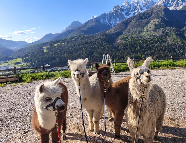 Esperienze Terapeutiche - Alto Adige