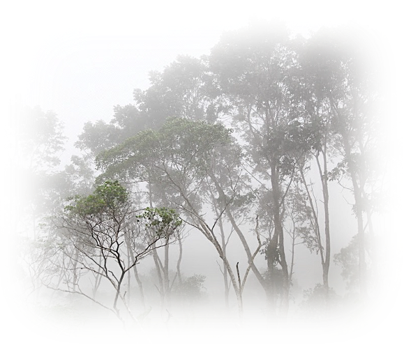 a picture of a group of people standing in front of a forest