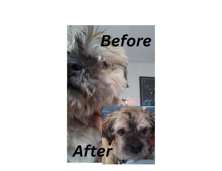 Dog with infected eyes & long fur in his eyes