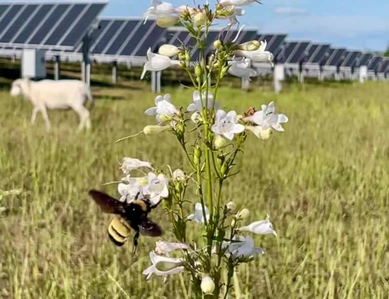 a bee landing on a flower inside a solar field with a sheep in the background
