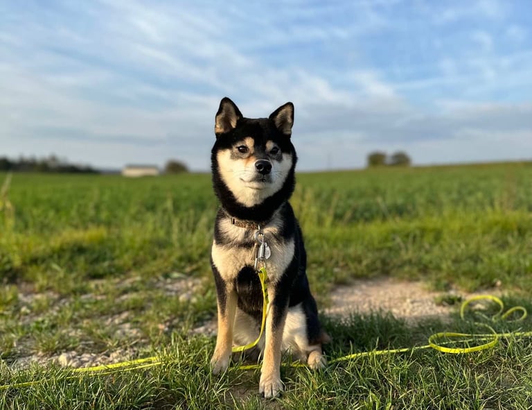 loki et compagnie accueil communication animale animal disparu, animal perdu, animal défunt