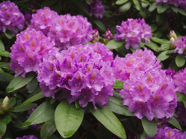 big purple dwarf flowers called Rododeron