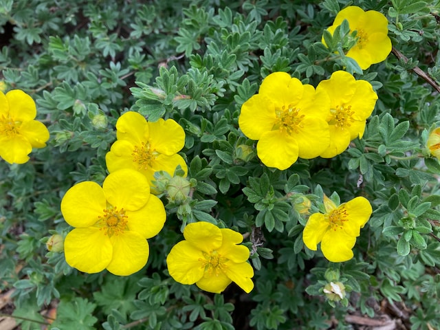 a bunch of yellow dwarf bush flowers in a garden