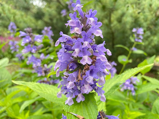 a leafy dwarf perennial named Catmint