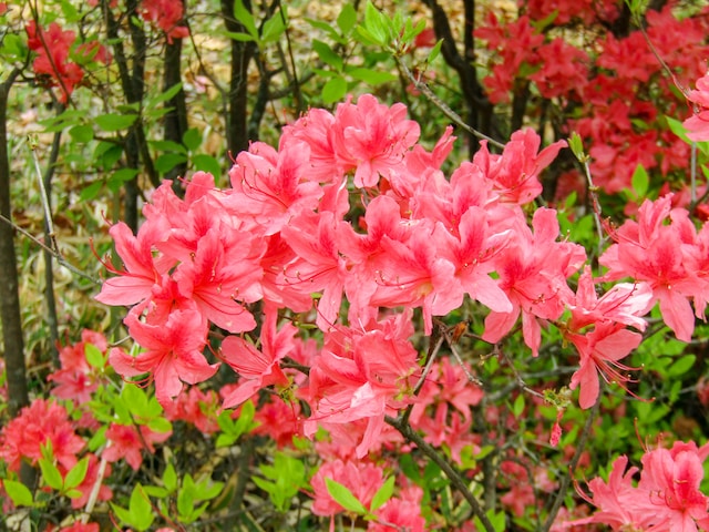 Azalea ornamental shrubs with multiple pink flowers