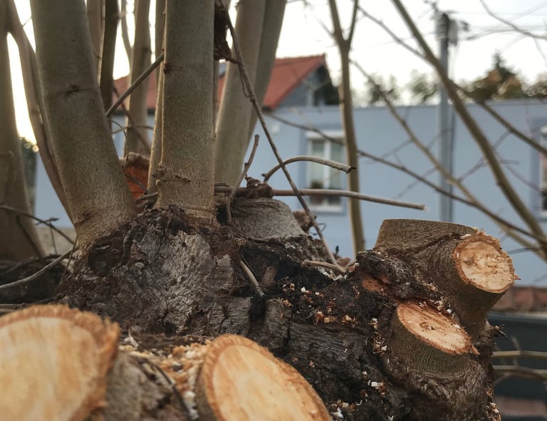 Élagage à Soisy-sur-Seine et aux alentours.