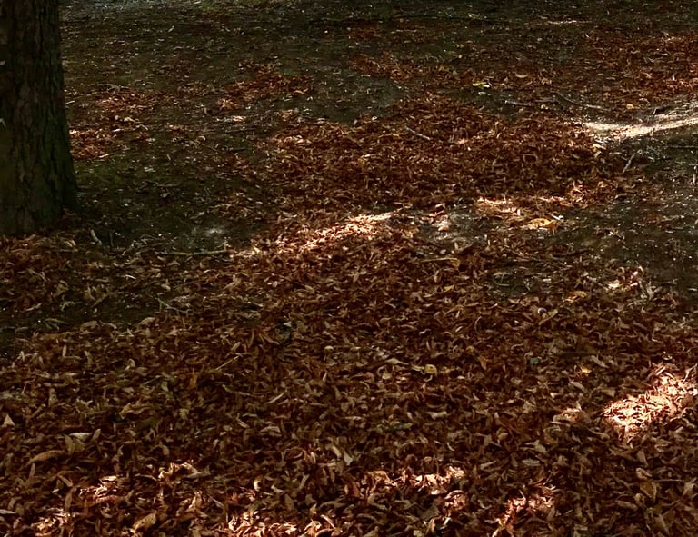 Ramassage de feuilles à Soisy-sur-Seine et aux alentours.