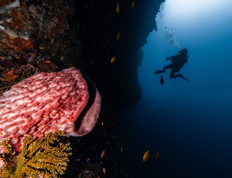 A scuba diver silhouette swimming past a vibrant coral reef with pink sea sponges and tropical fish.