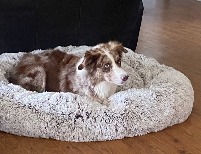 chocolate merle border collie 