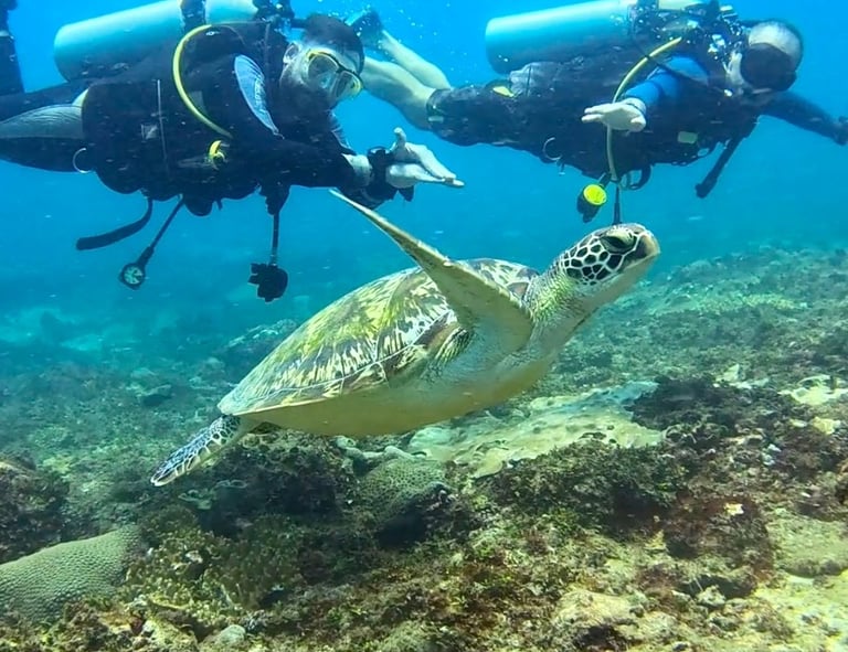 Scuba divers swimming with a green sea turtle over a tropical coral reef in clear blue ocean water.