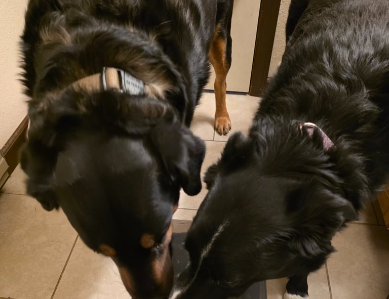 Padfoot and Bailey sharing water.