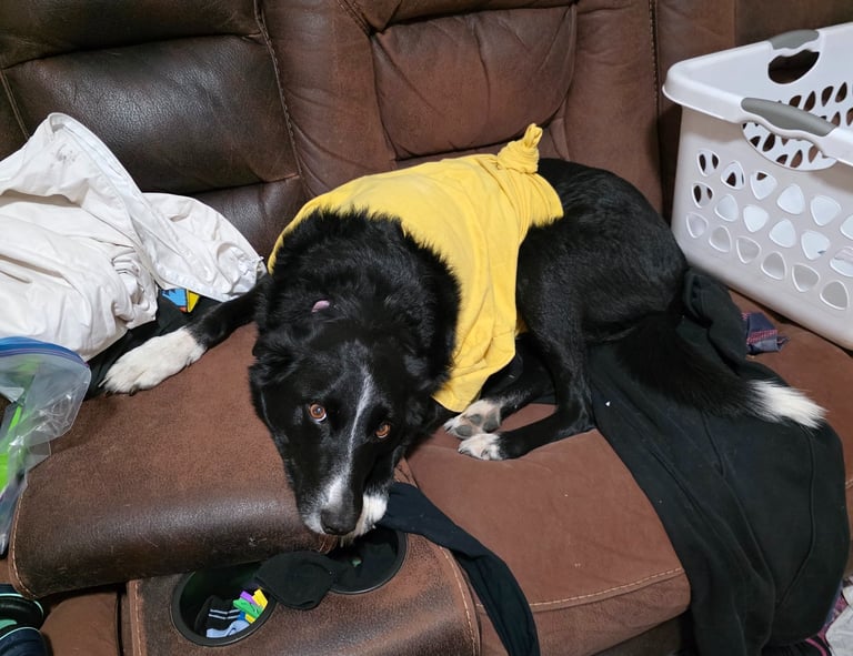 Laundry is the best bed.