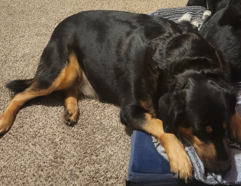 Bailey sharing bed.