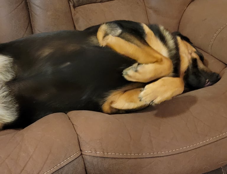 Bailey laying on couch.