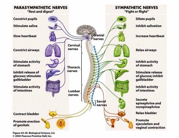 Vetrivel Health center best chiropractic and varamam theraphy 