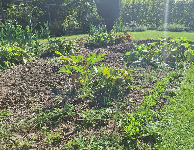 a vegetable garden watered properly