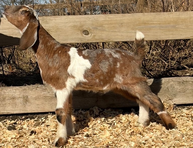 Brown goat with white spots stretching 