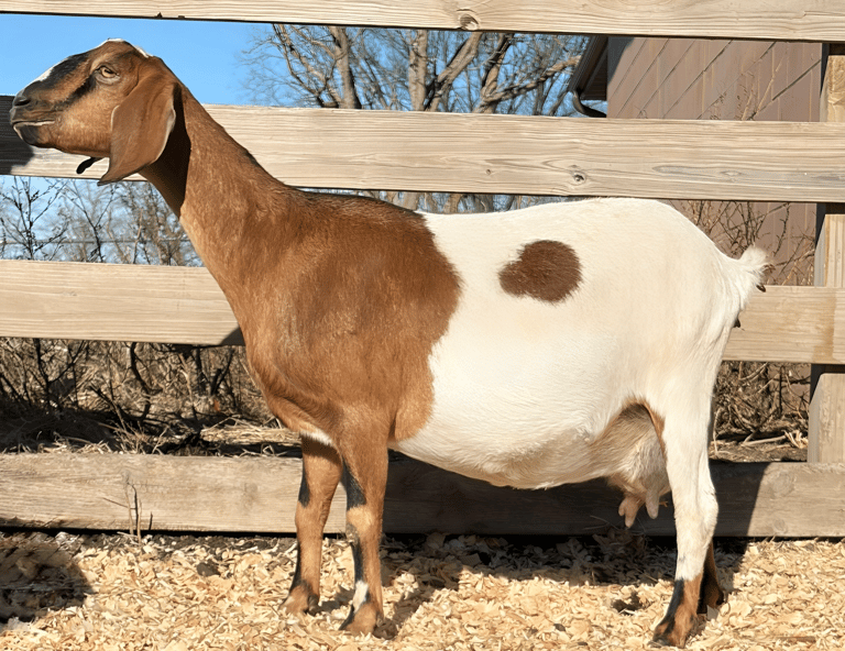 Half brown and half white goat 