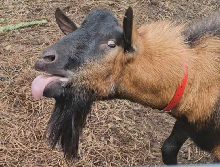 Mature oberhasli goat buck blubbering during rut