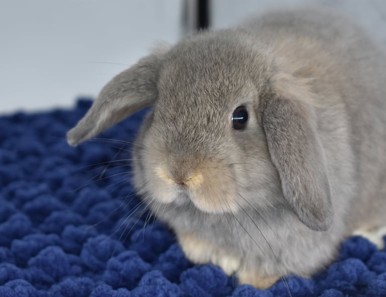 Hot Cross Buns' opal Holland Lop baby