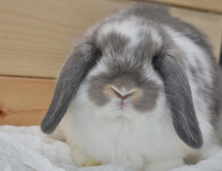 Hot Cross Buns' Mosey - now named Basil 