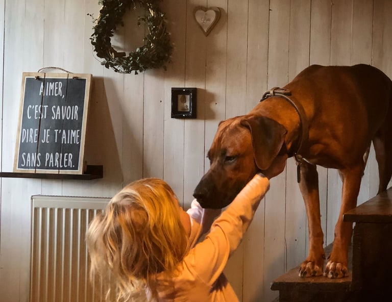 Chien Rhodesian Ridgeback calme et équilibré en interaction avec un enfant dans un cadre familial