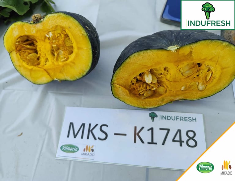Kabocha de VILMORIN