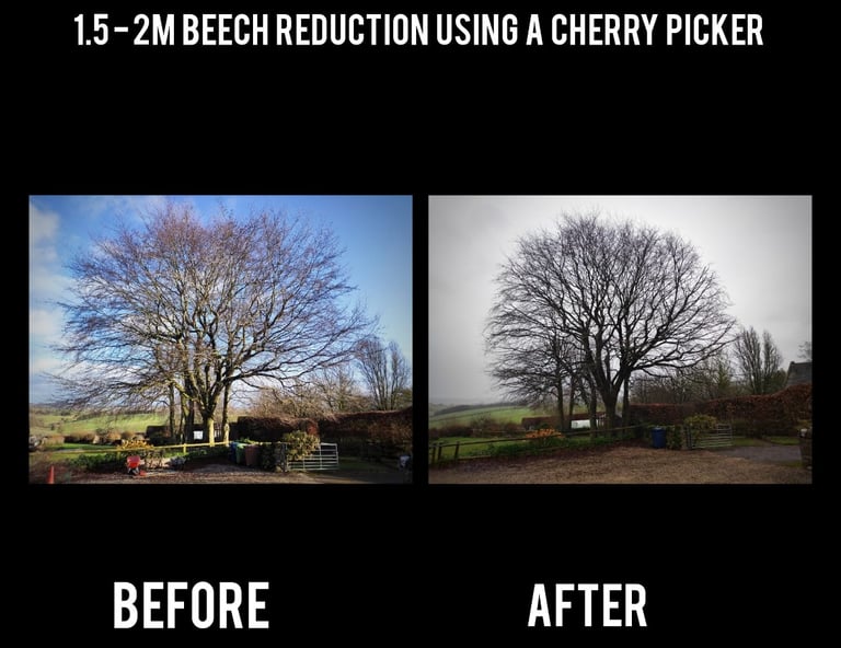 Beech tree reduction by Hamilton Trees and Gardens